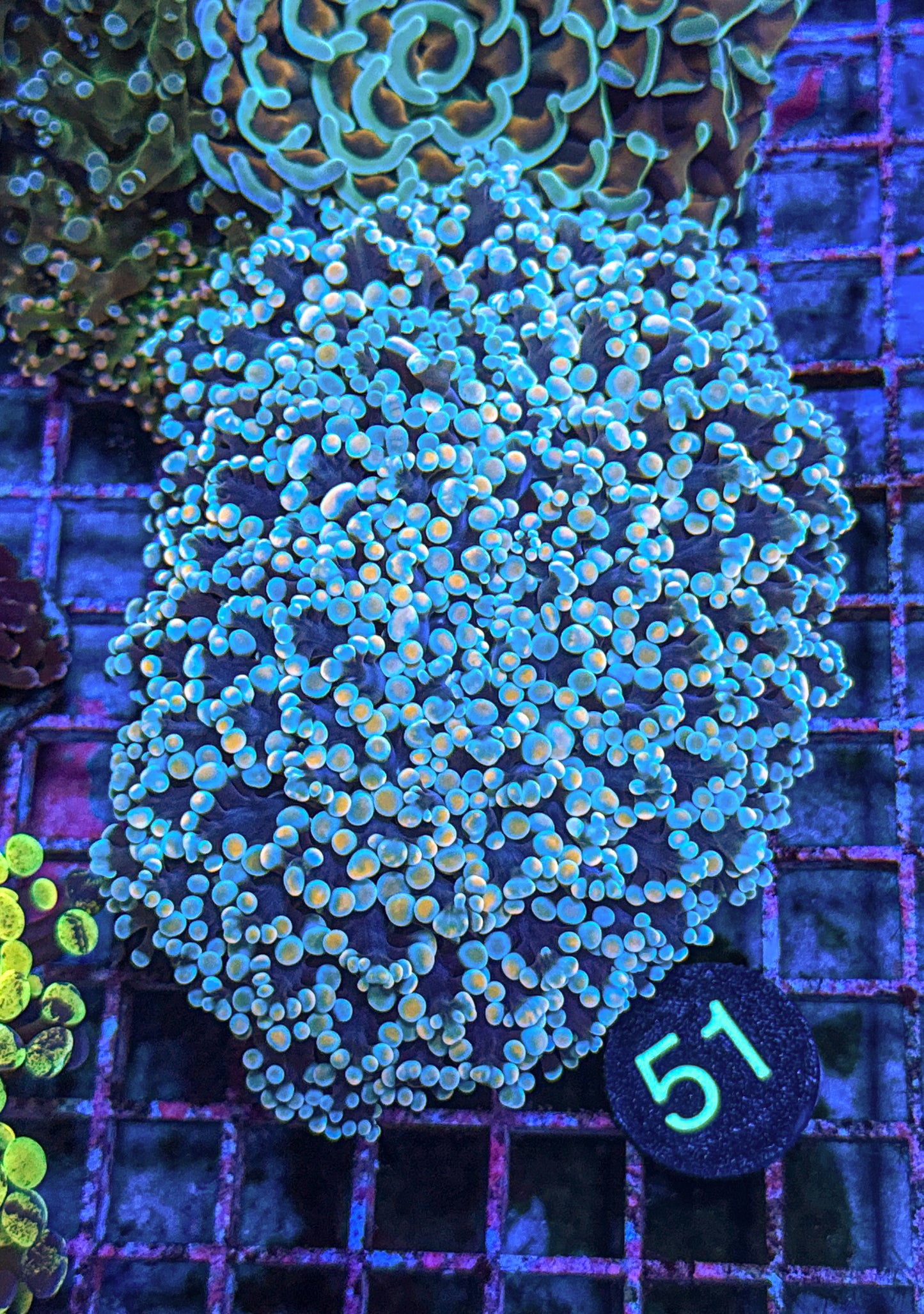 XXL Rainbow Kingspawn (WYSIWYG)