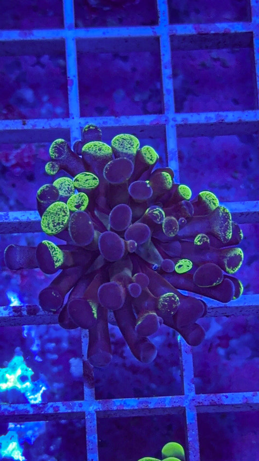 Splatter Hammer #1 (WYSIWYG)