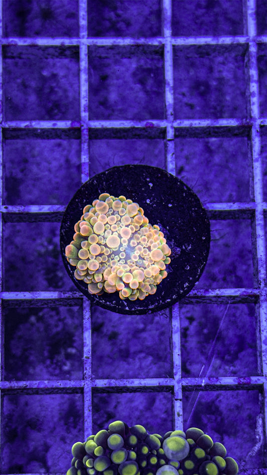 Malaysian Bounce Yuma (WYSIWYG)