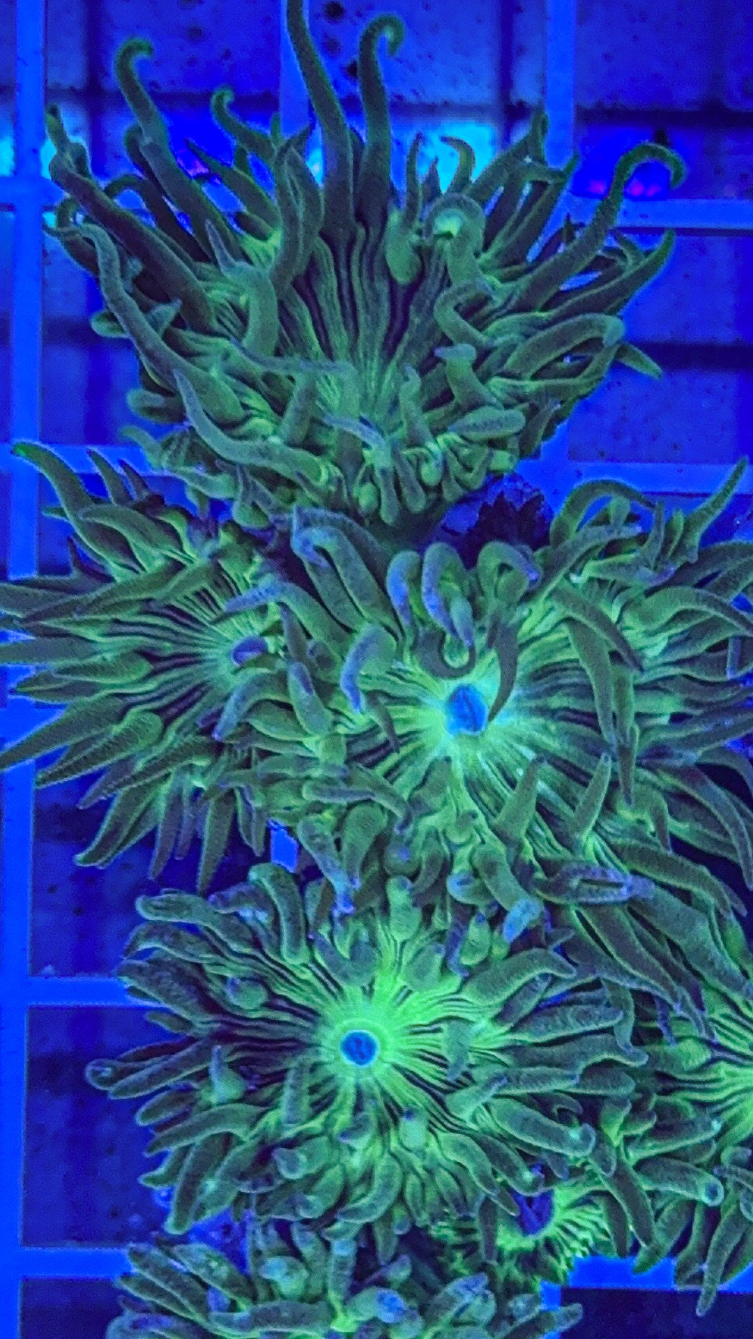 Duncan Coral (WYSIWYG)