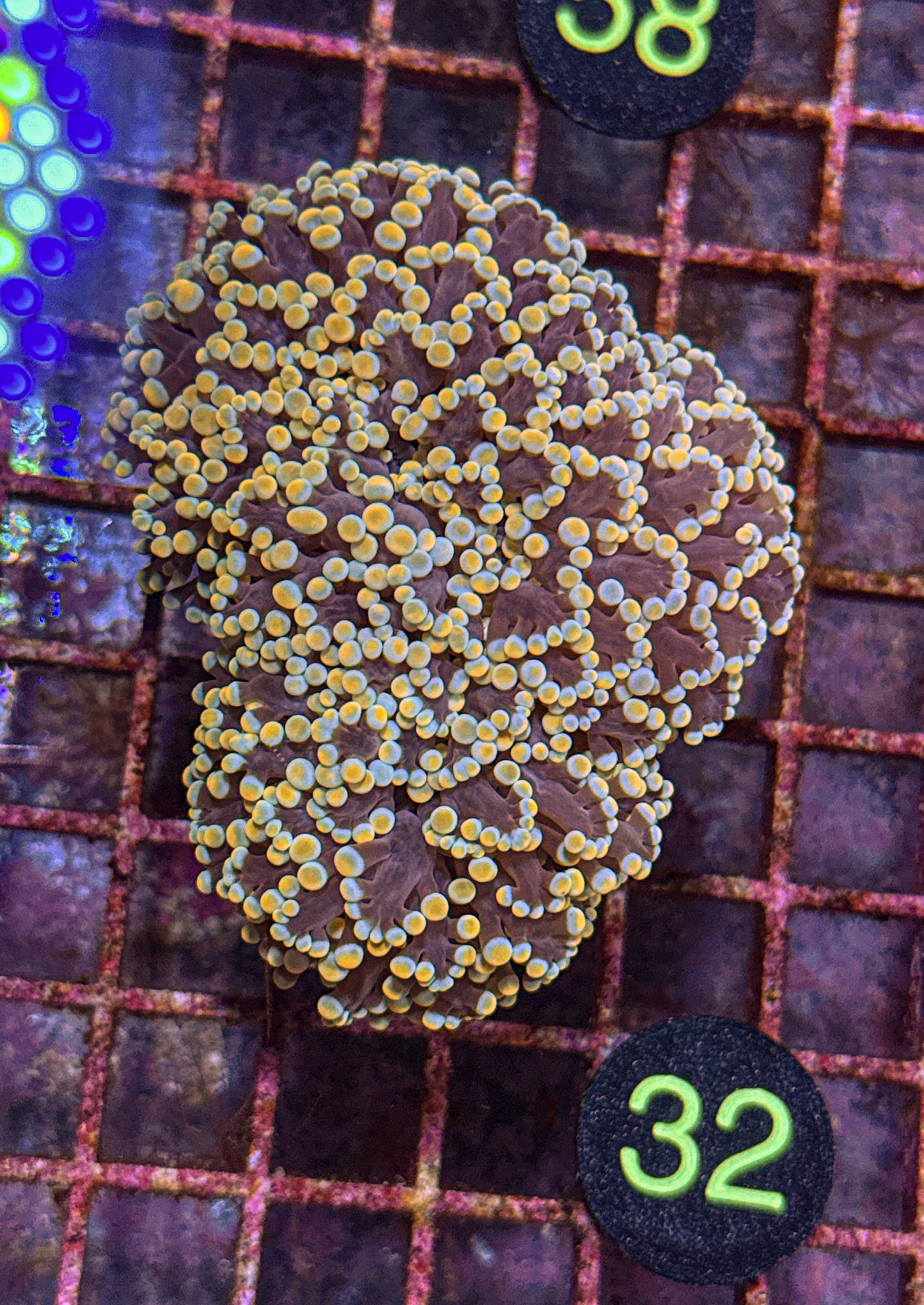 XL Rainbow Kingspawn (WYSIWYG)