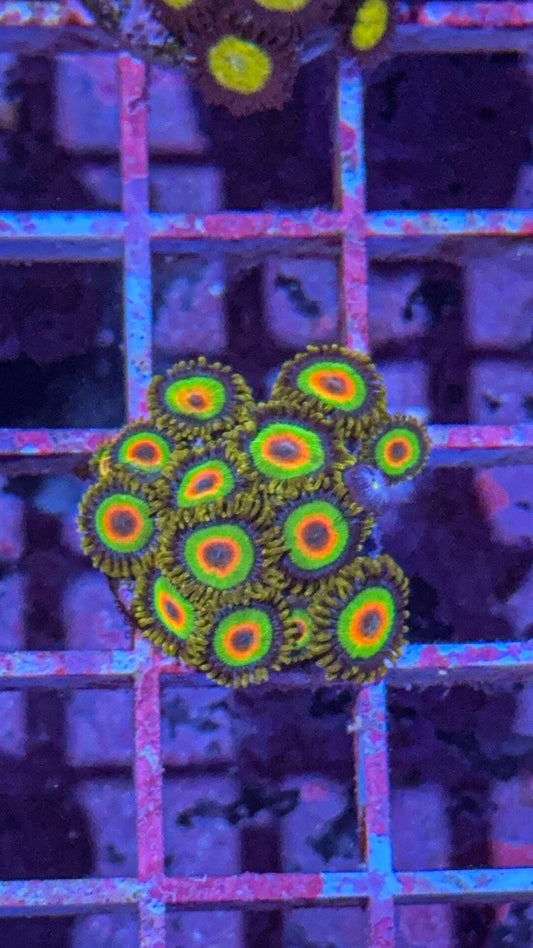 Rasta Zoa (WYSIWYG)