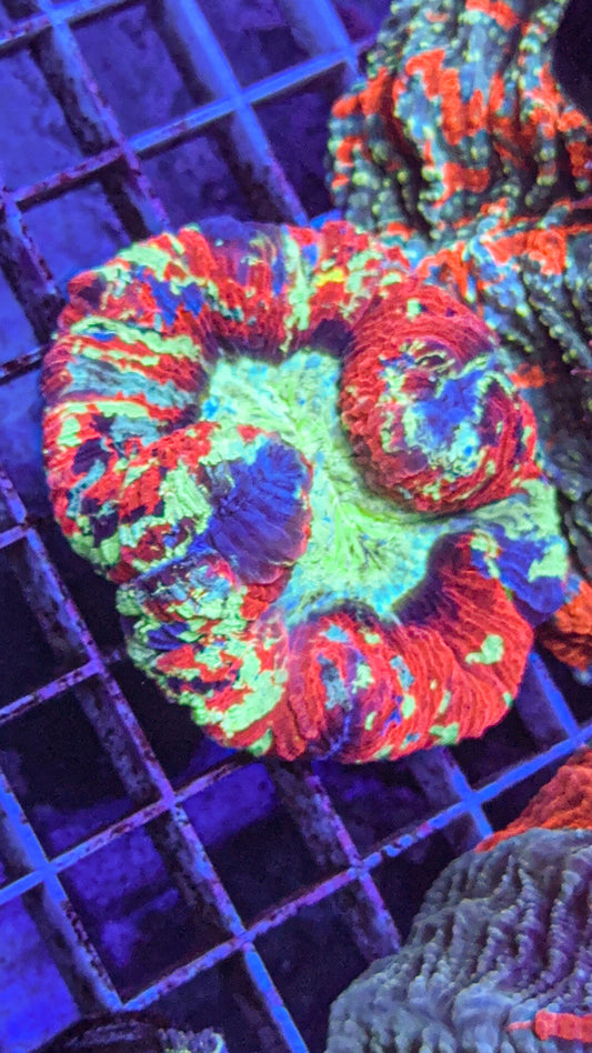 Rainbow Trachy (WYSIWYG)