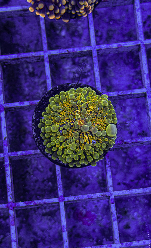 Malaysian Bounce Yuma (WYSIWYG)