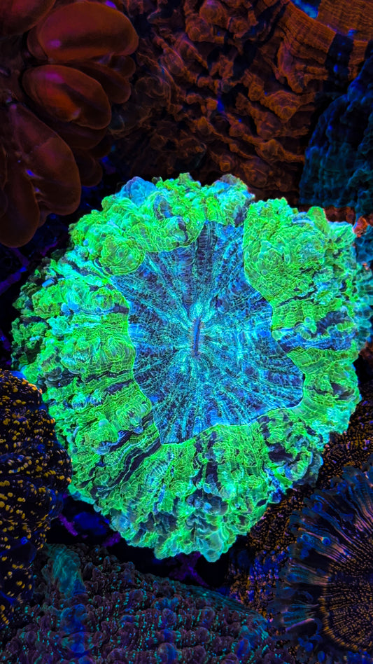 Kryptonite Acanthophyllia (WYSIWYG)