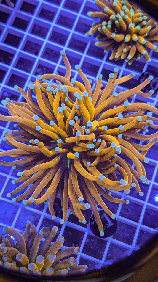 Banana Torch #11 (WYSIWYG)