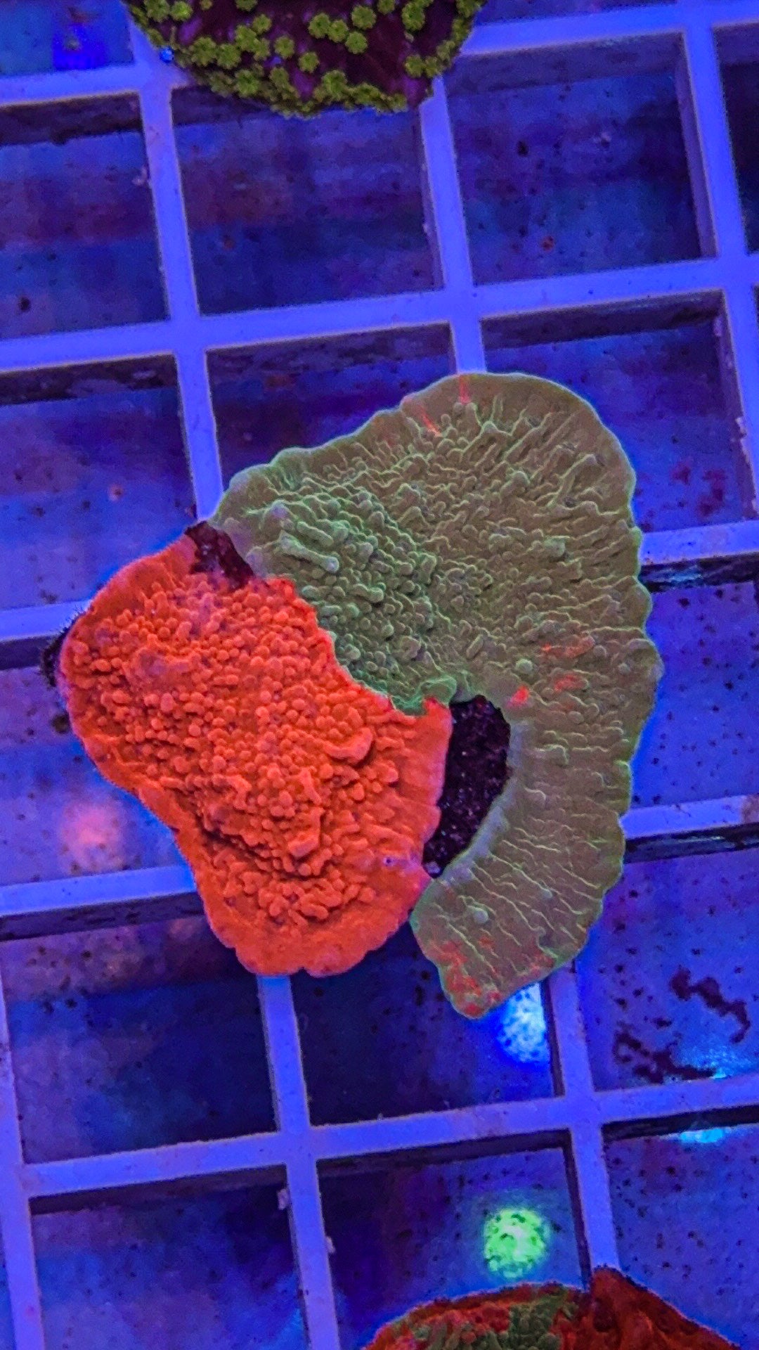 WWC Grafted Monti Cap (WYSIWYG)