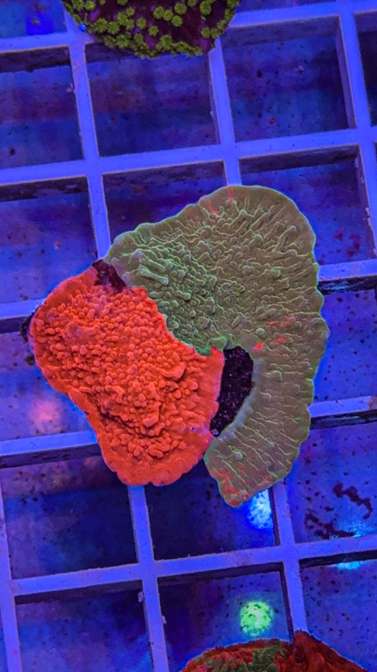 WWC Grafted Monti Cap (WYSIWYG)