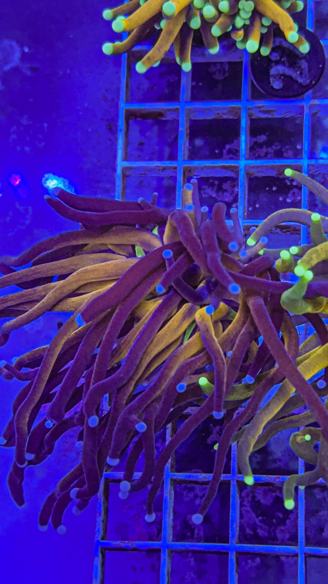 Tiger Torch (WYSIWYG)