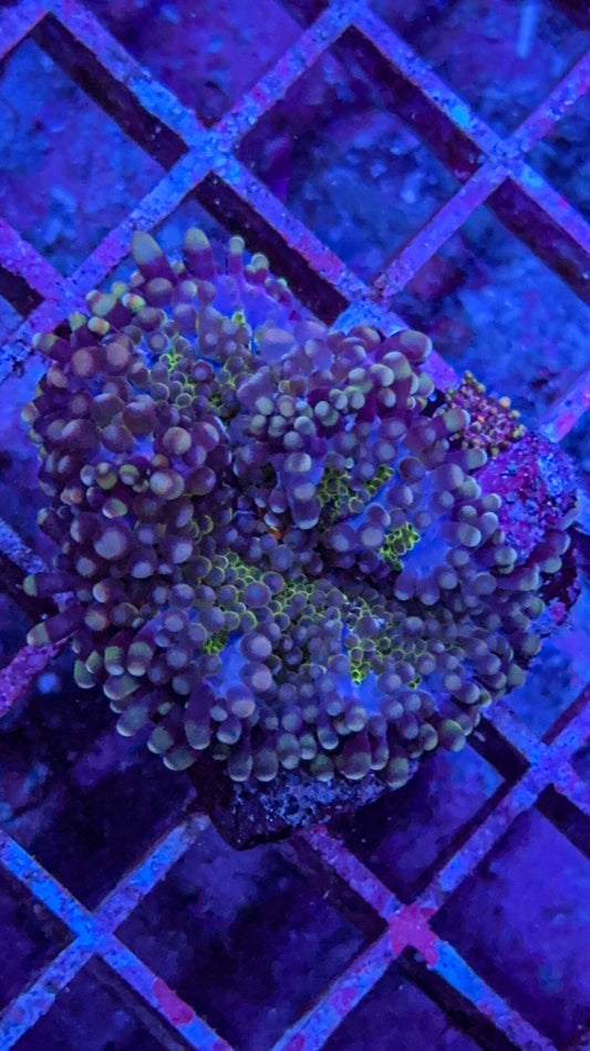 Purple Haze Yuma Mushroom with baby(WYSIWYG)