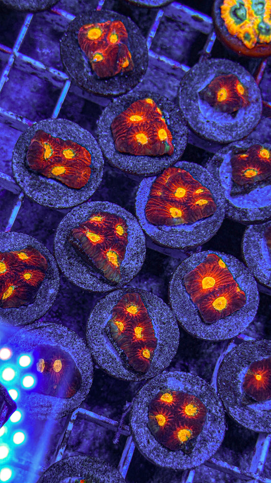 Diablo Favites Coral (WYSIWYG)