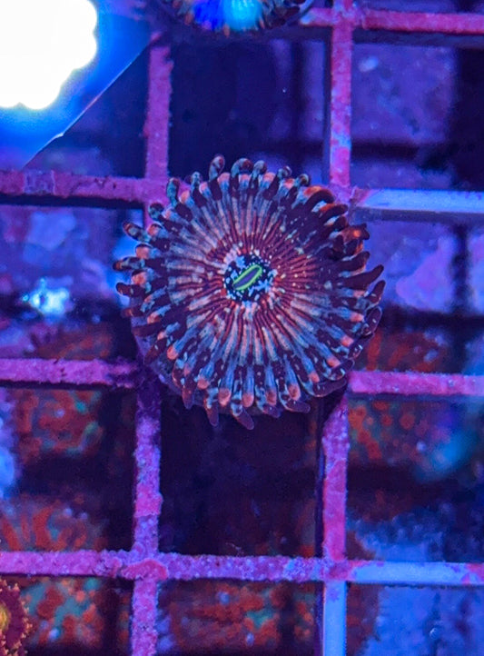 CB White Zombie Zoa #3 (WYSIWYG)
