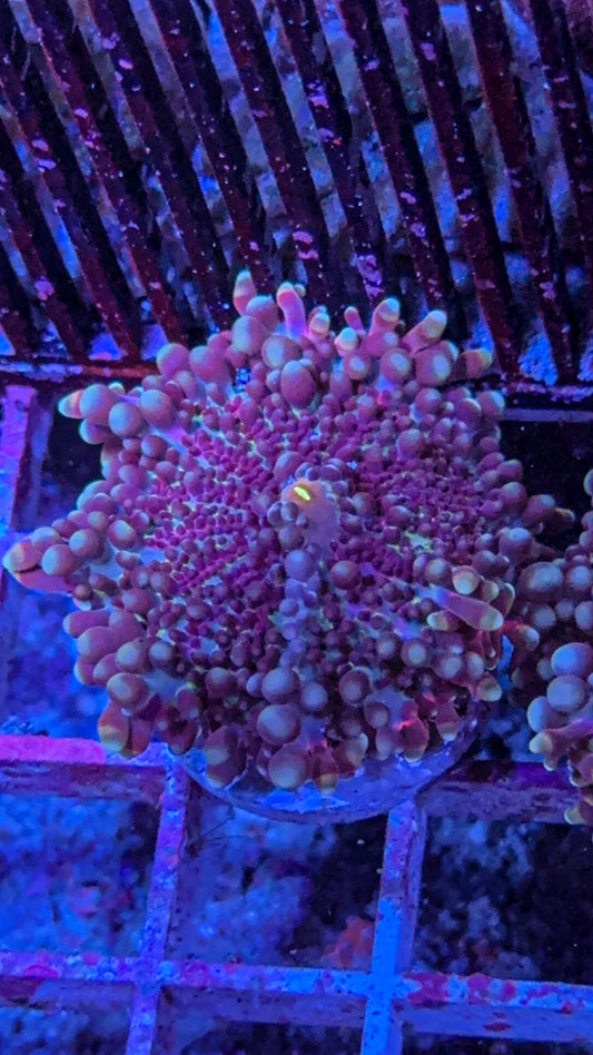 Superman Yuma Mushroom (WYSIWYG)
