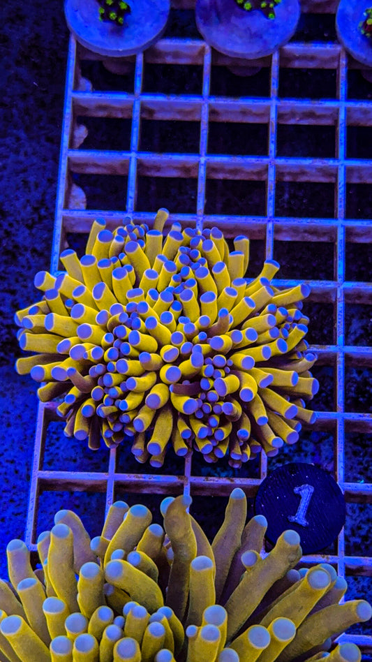 Banana Grail Torch #1 (WYSIWYG)