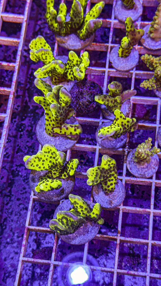Super Bright Anacropora (WYSIWYG)