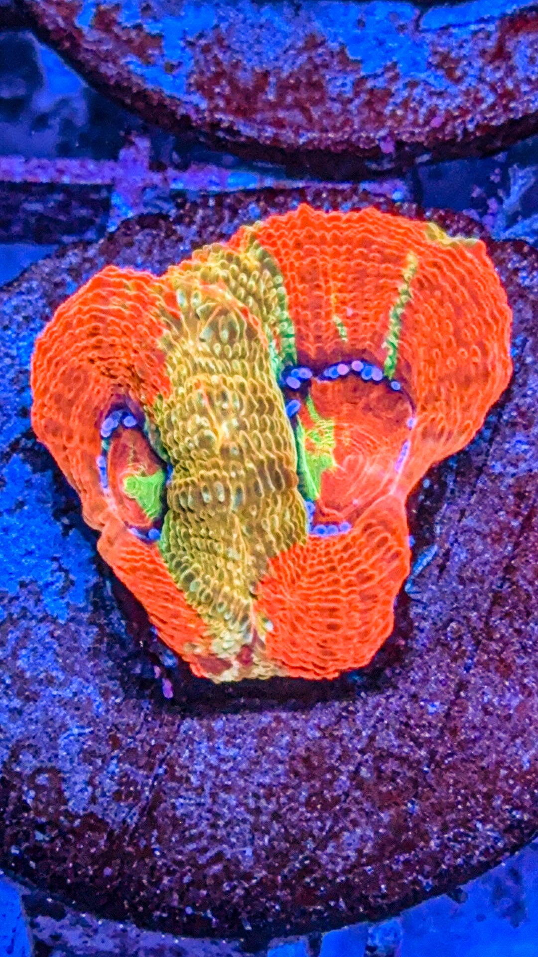 Master Bowerbanki (WYSIWYG)