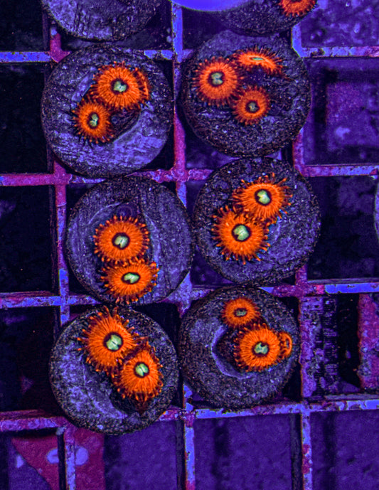 Charmander Zoas (WYSIWYG)