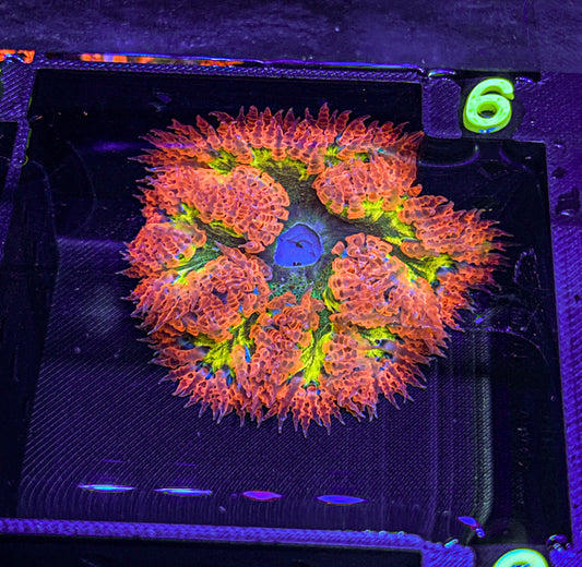 Ultra Rock Flower Anemone (WYSIWYG)