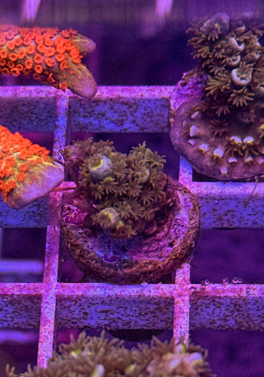 WCC Fluffy Tenuis Acro (WYSIWYG)
