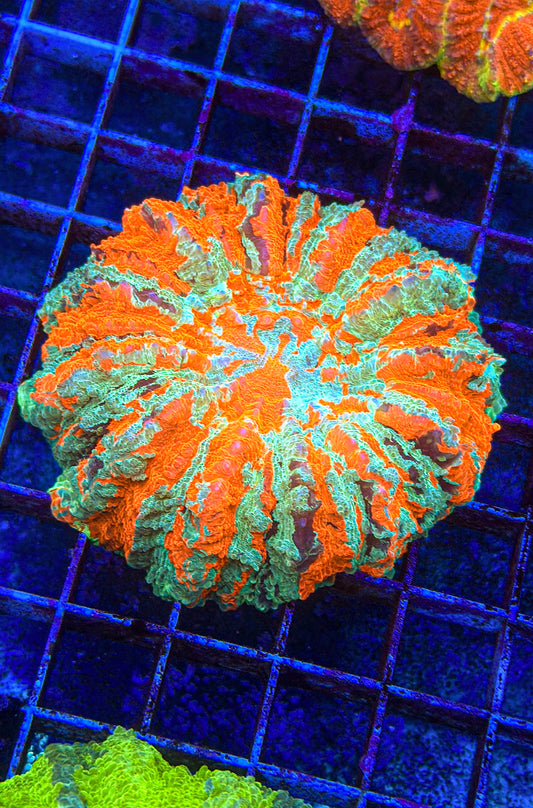 Acanthophyllia (WYSIWYG)