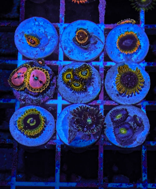 Zoa Pack #10 High End (WYSIWYG)