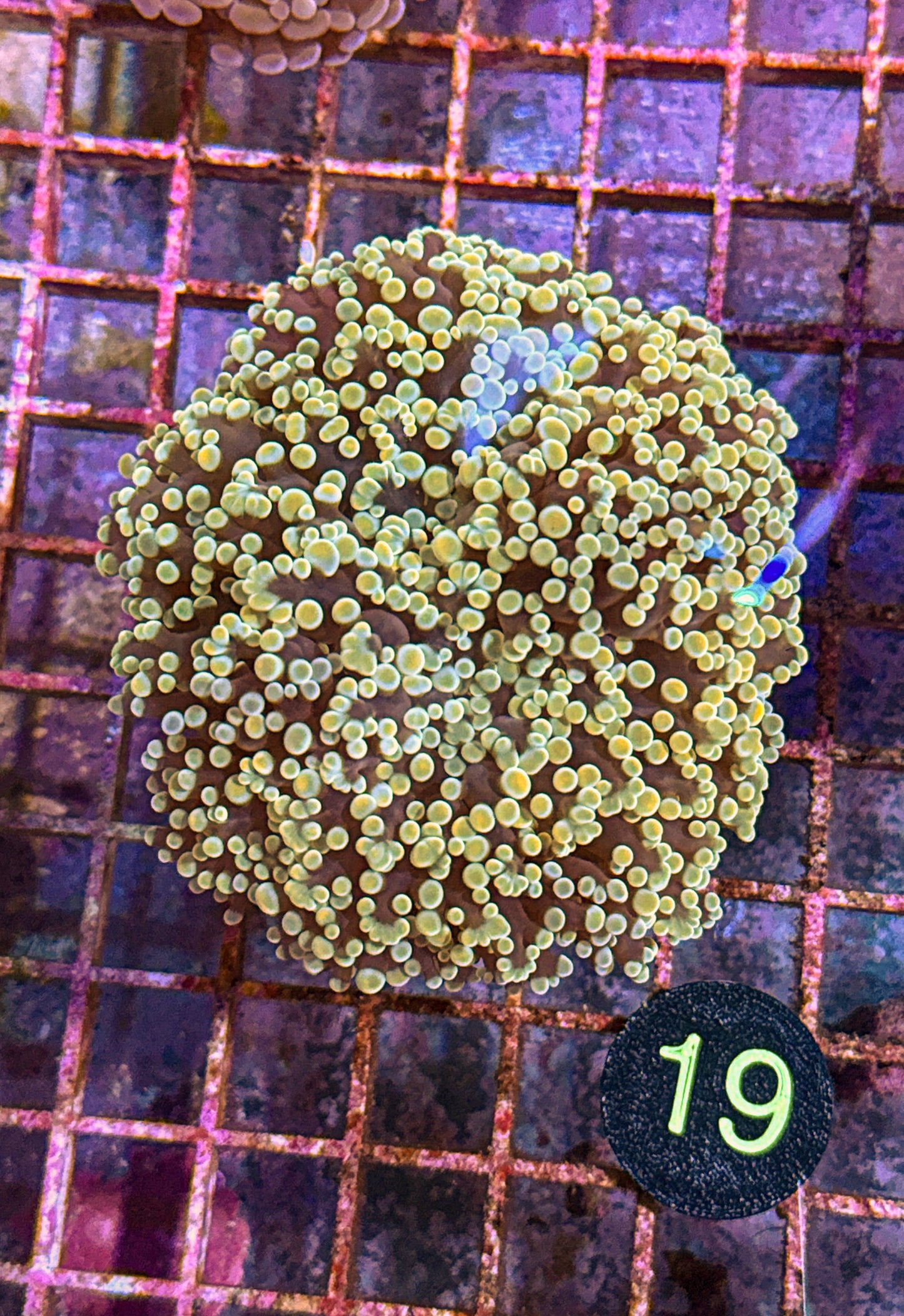 XL Rainbow Kingspawn (WYSIWYG)