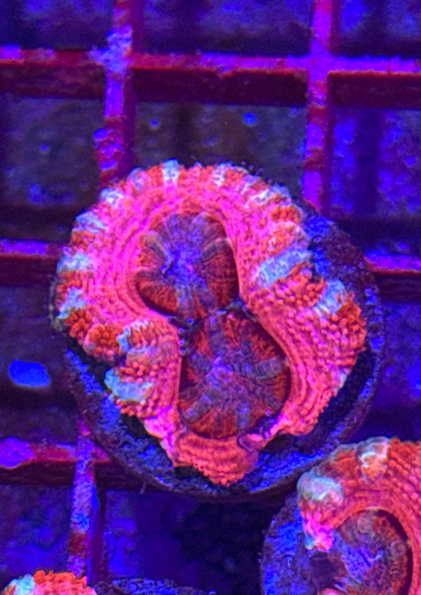 Pink Acan (WYSIWYG)