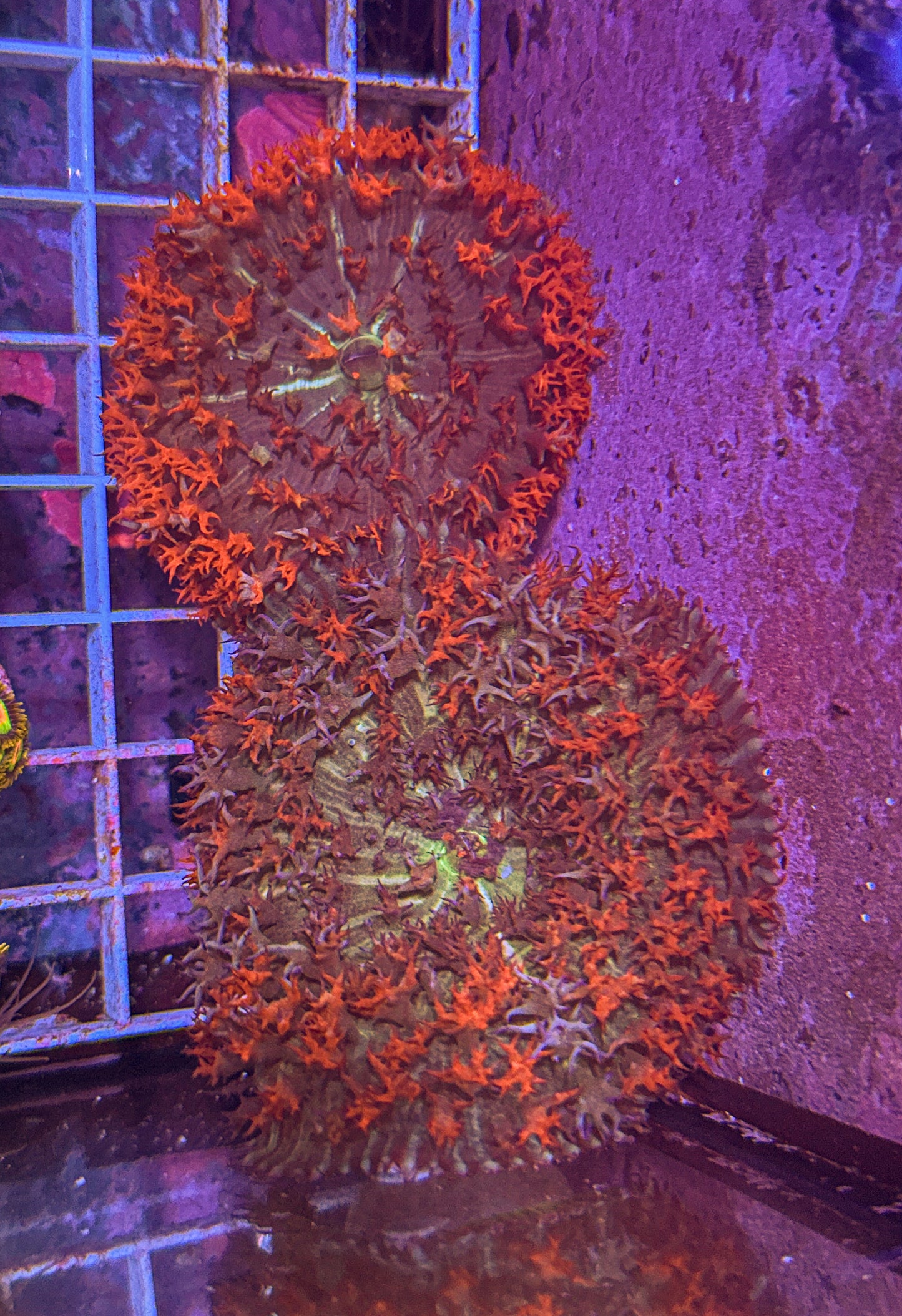 Saint Thomas Mushroom (WYSIWYG)
