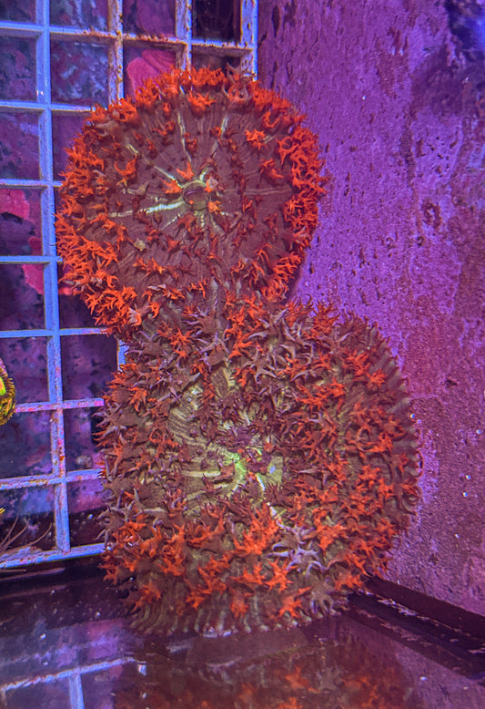 Saint Thomas Mushroom (WYSIWYG)