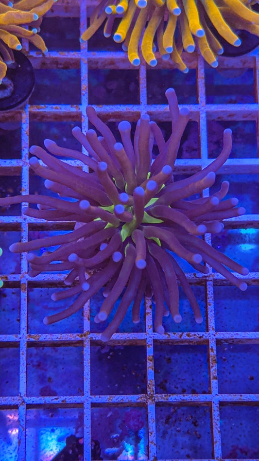 Tiger Knicks Torch (WYSIWYG)