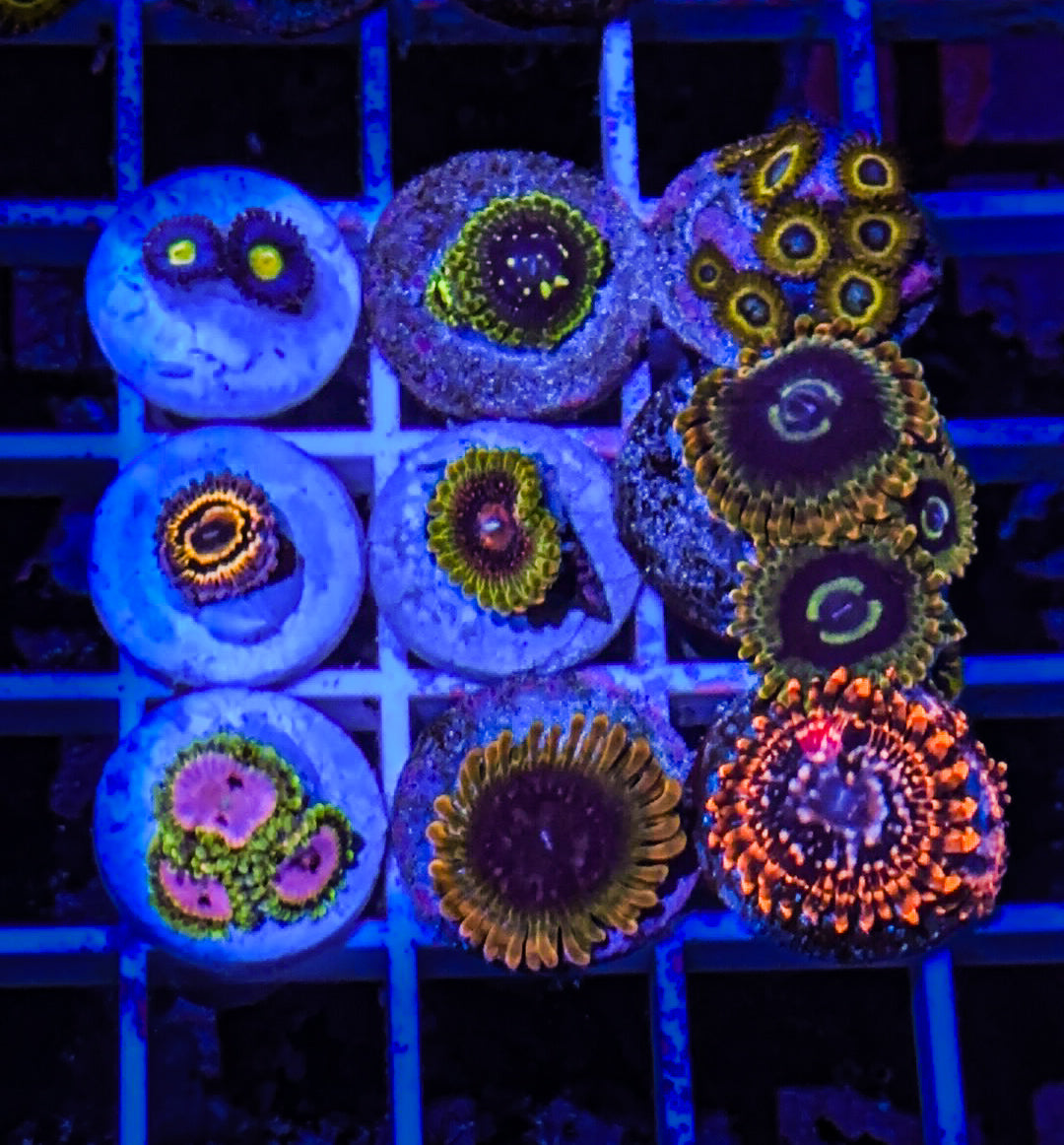 High End Zoa Pack #3 (WYSIWYG)