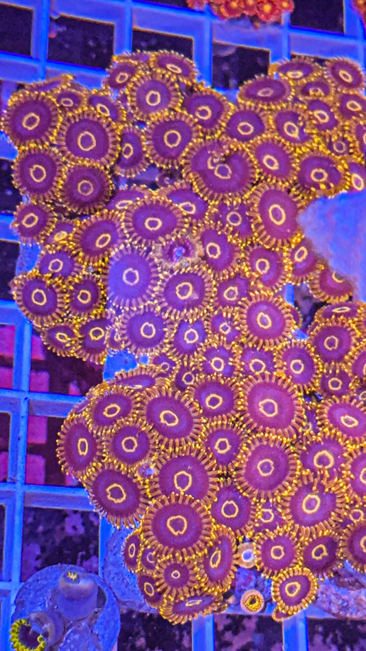 Purple Hornet Zoas (WYSIWYG)