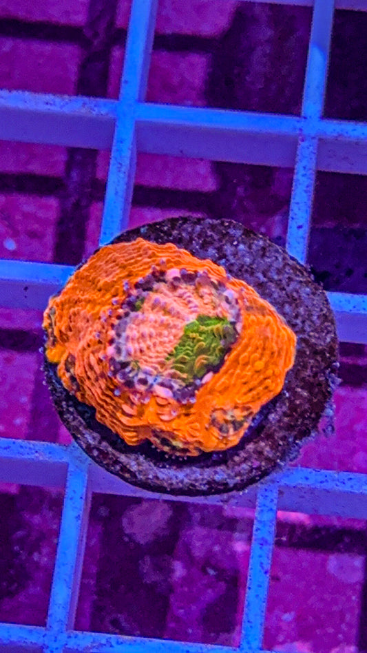 Agent Orange Acan Echinata (WYSIWYG)