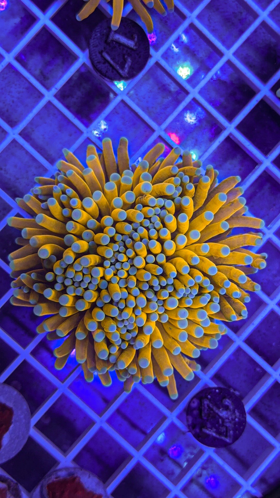 Banana Torch #27 (WYSIWYG)