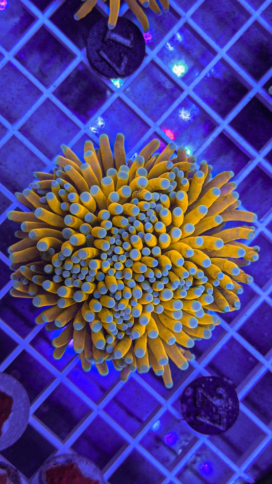 Banana Torch #27 (WYSIWYG)