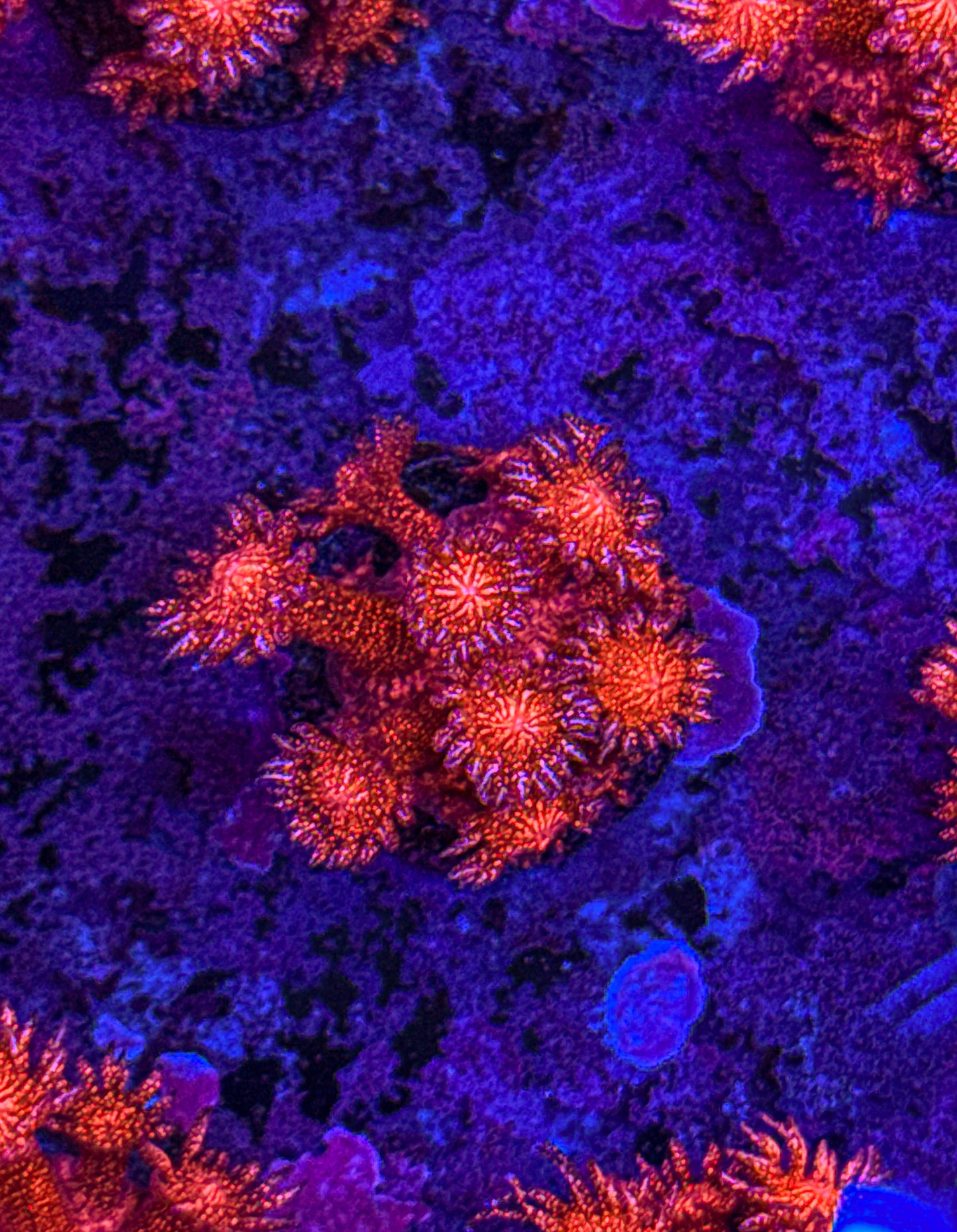 WCC Master Red Glitter Goni (WYSIWYG)