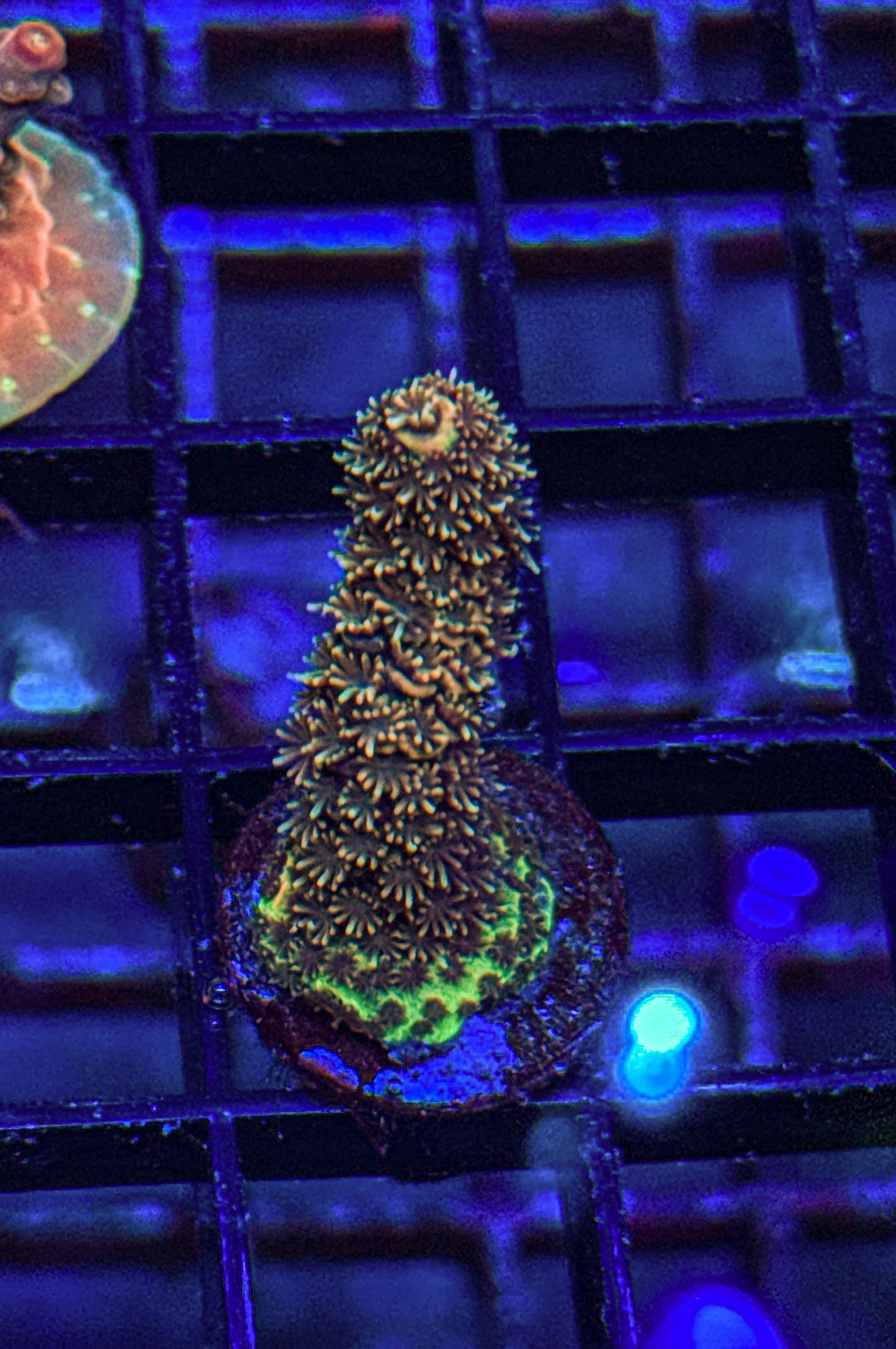 Texas Pink Stag Acro (WYSIWYG)