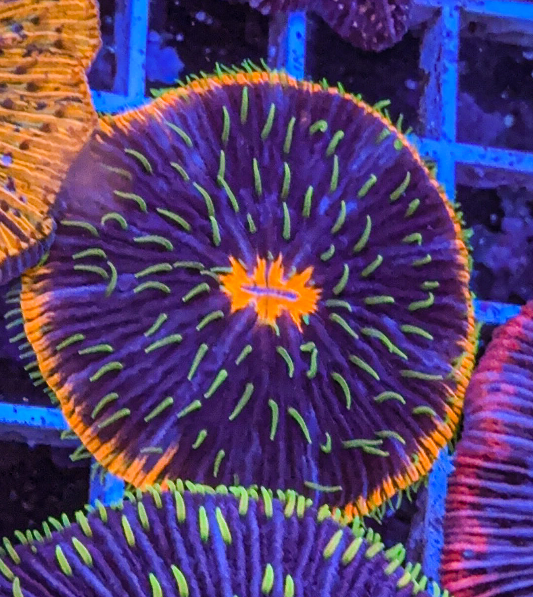 Super Freak Fungia (WYSIWYG)