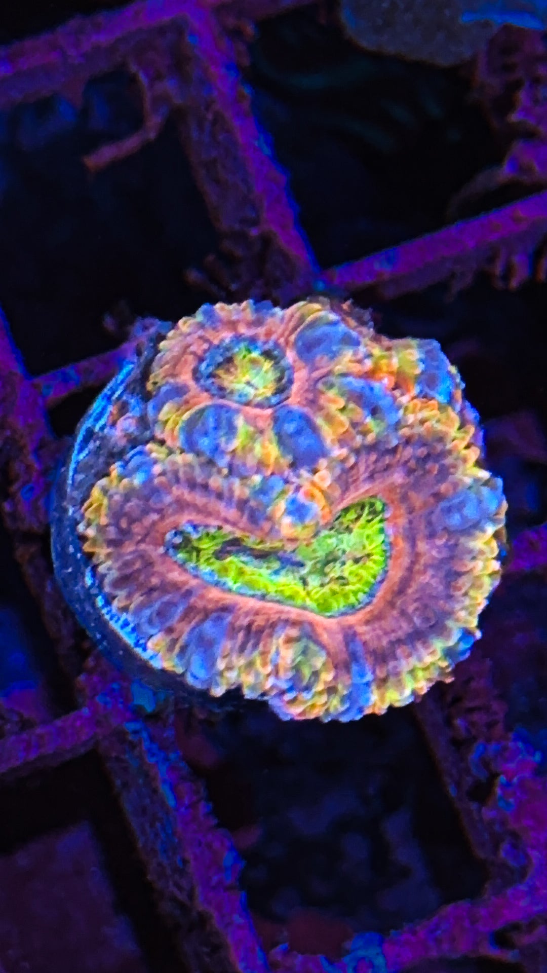 Crazy Rainbow Acan (WYSIWYG)