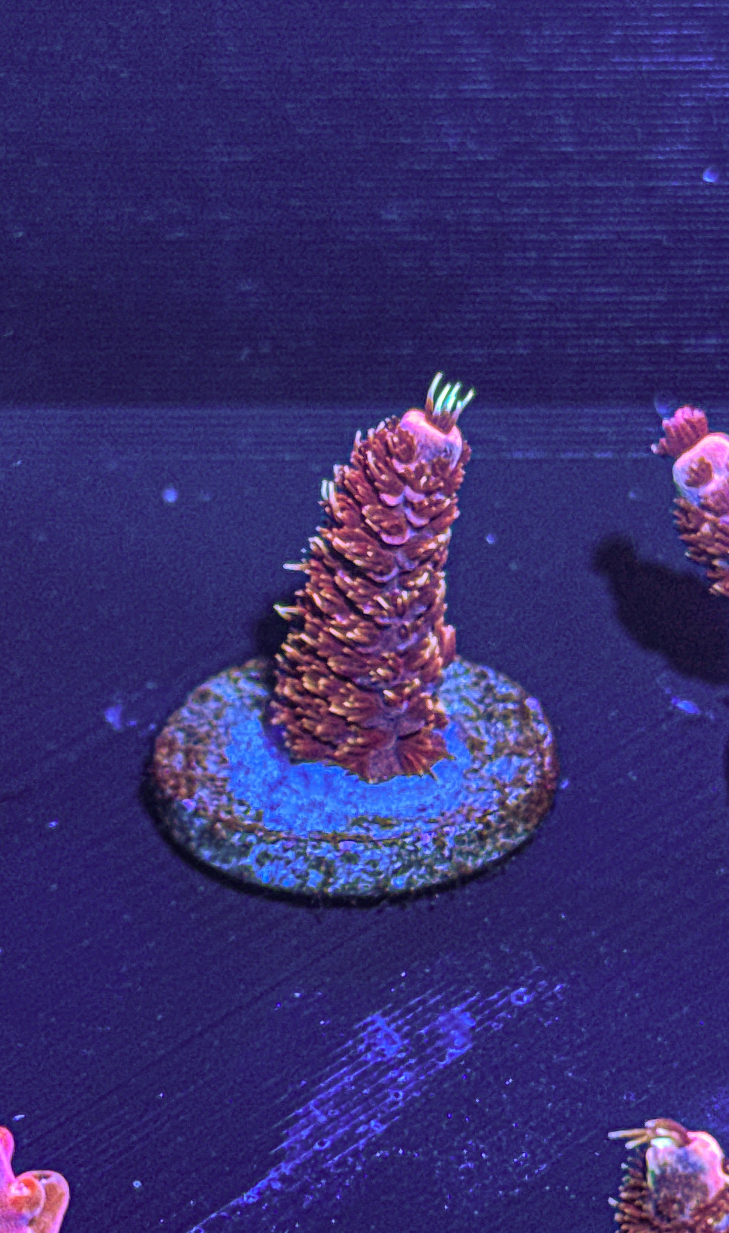 CCH Chewbacca Acro (WYSIWYG)