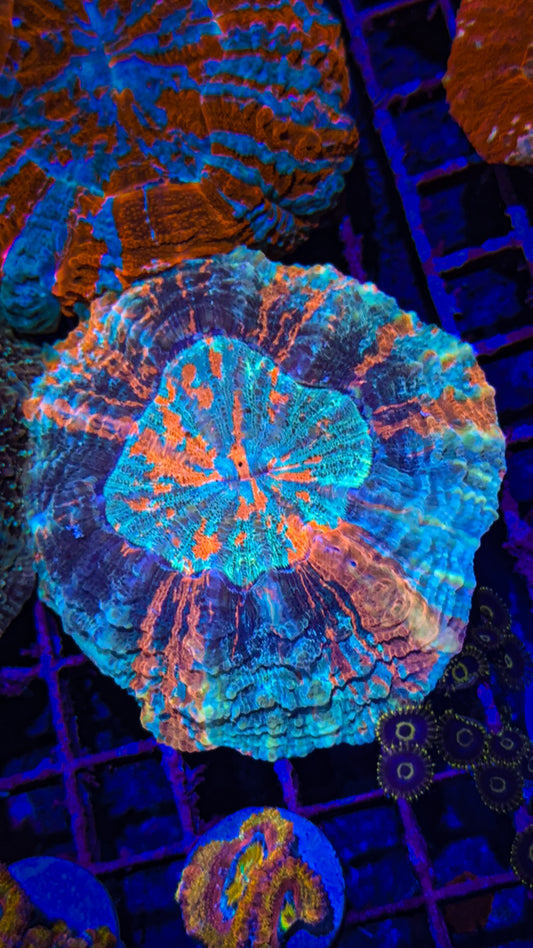 Acanthophyllia (WYSIWYG)