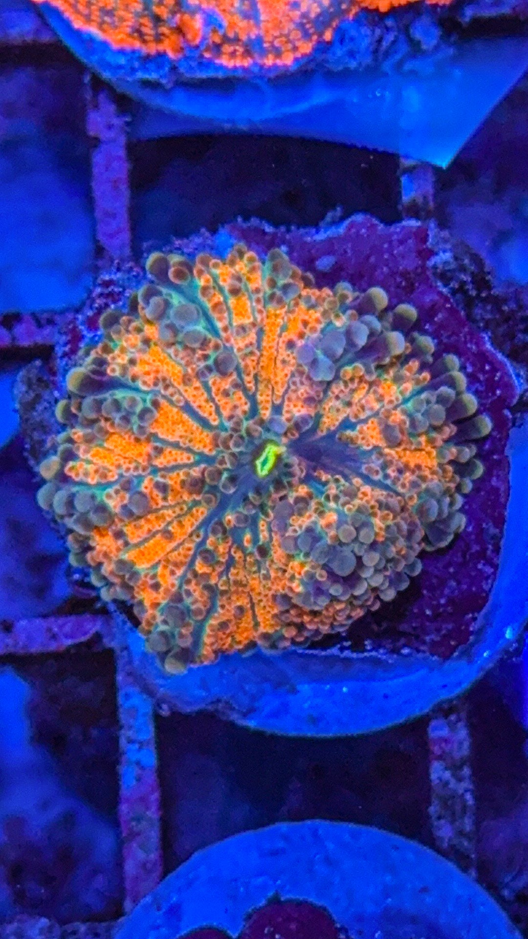 Orange Yuma (WYSIWYG)