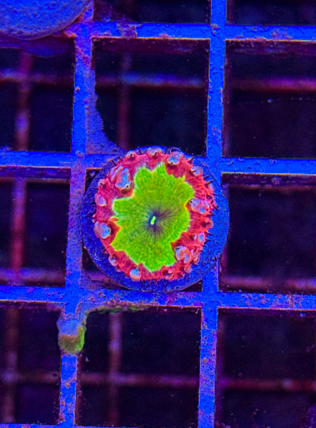 Master Grafted Blasto (WYSIWYG)