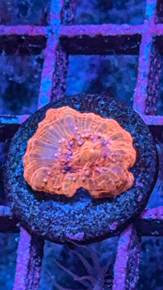 Orange Bowerbanki (WYSIWYG)