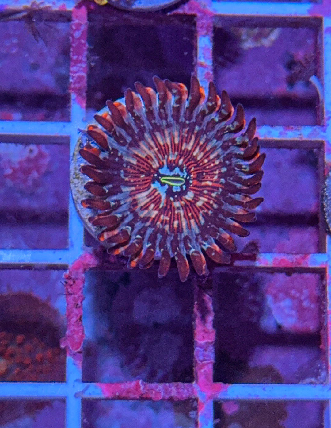 CB White Zombie Zoa (WYSIWYG)