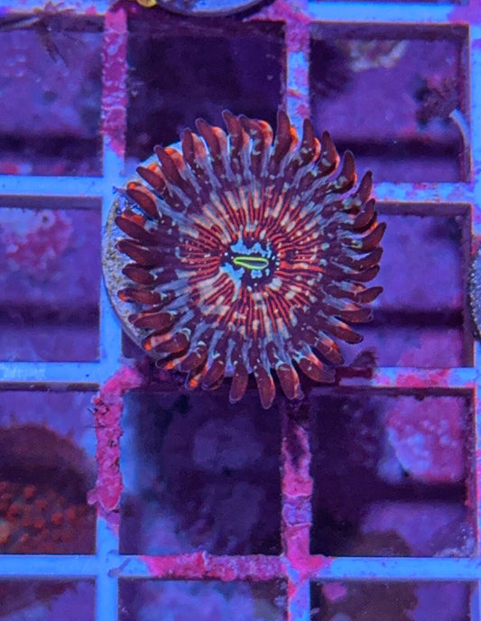 CB White Zombie Zoa (WYSIWYG)