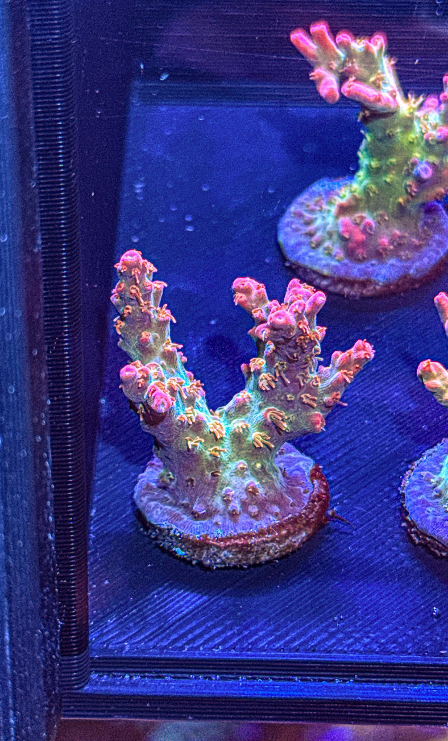 Vivids Confetti Acro (WYSIWYG)