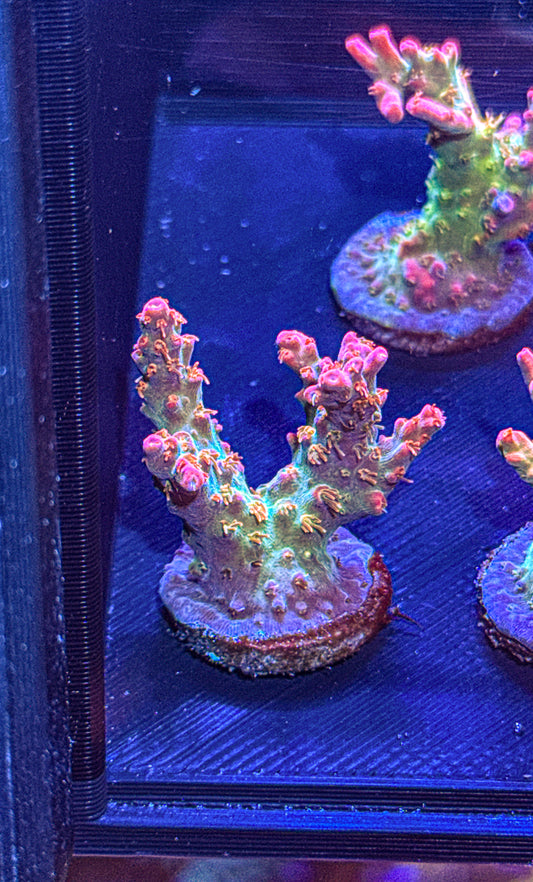Vivids Confetti Acro (WYSIWYG)