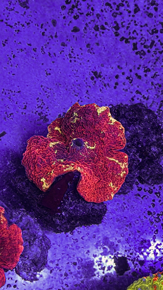 Eclectus JB Mushroom (WYSIWYG)