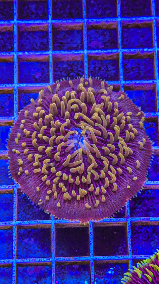 WCC Cosmos Fungia (WYSIWYG)